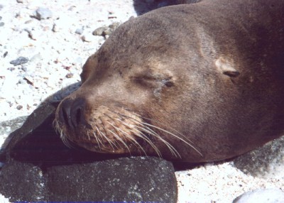 Sea-Lion Pup