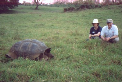 Galapagos Tortoise