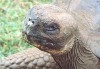 Galapagos Tortoise